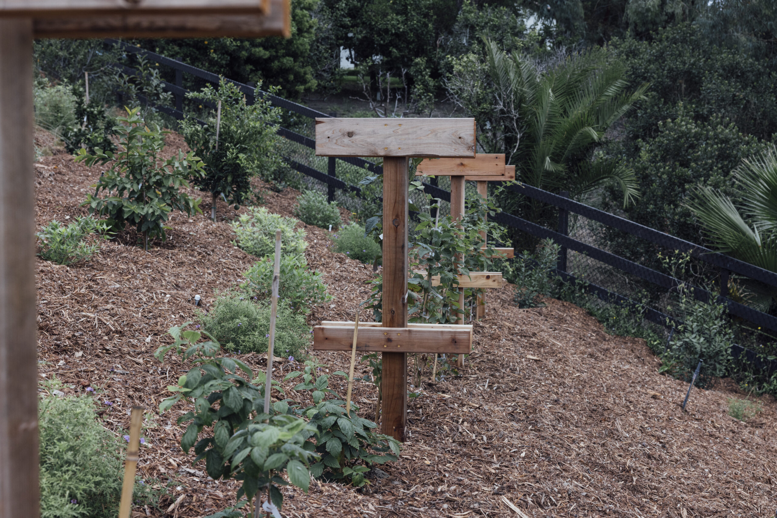 Edible Gardens San Diego 